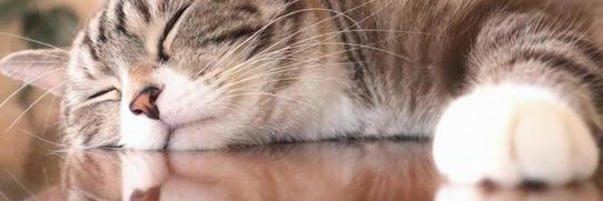 おにゃんにゃん🐾's banner