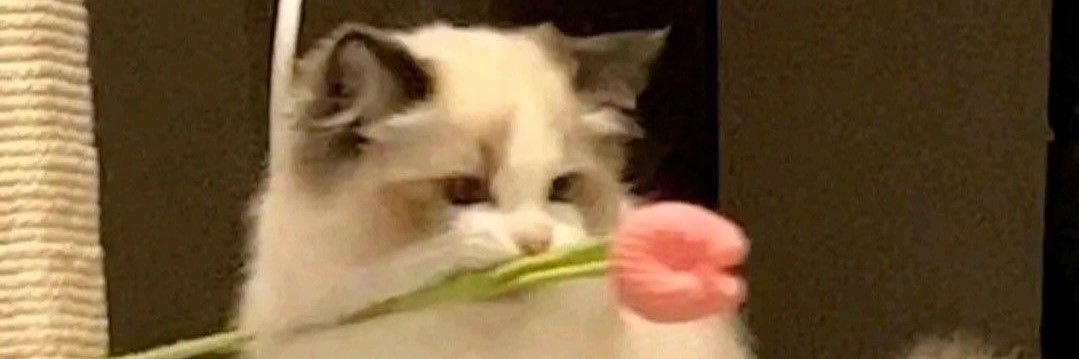 Vv花🌸🐈‍⬛vV's banner