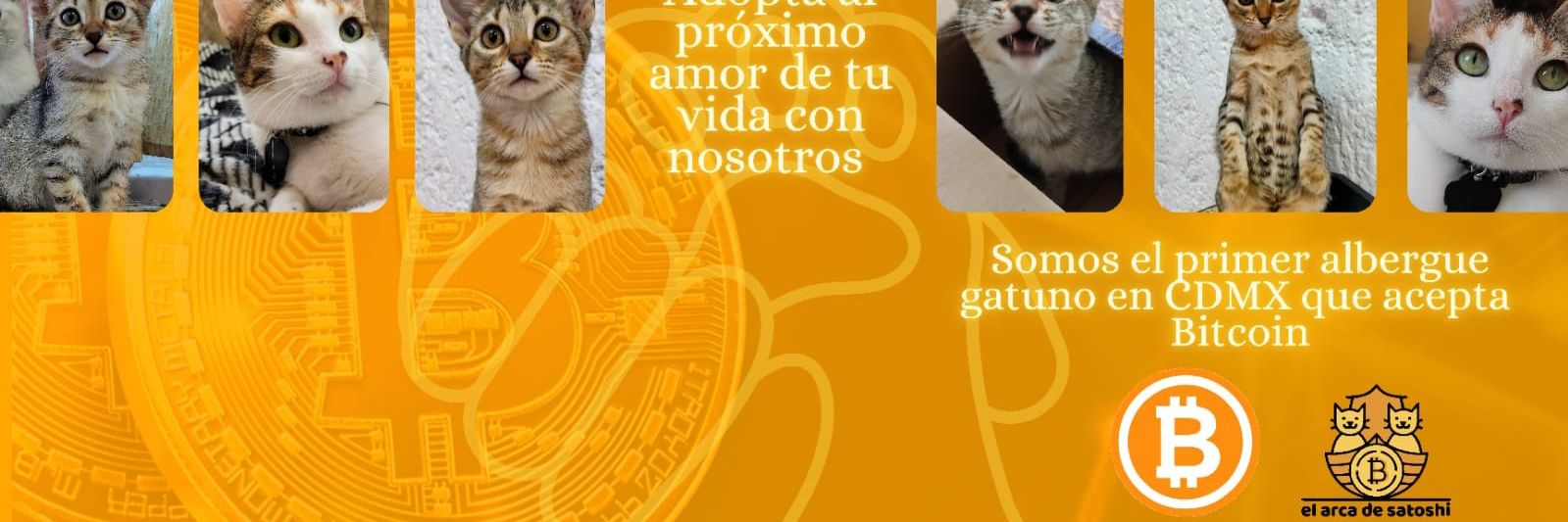 El arca de Satoshi's banner