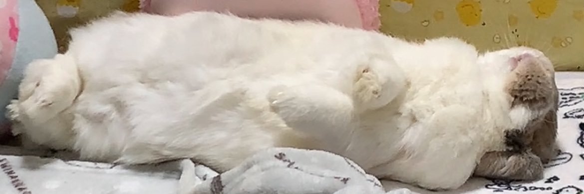 うさぎのココ's banner