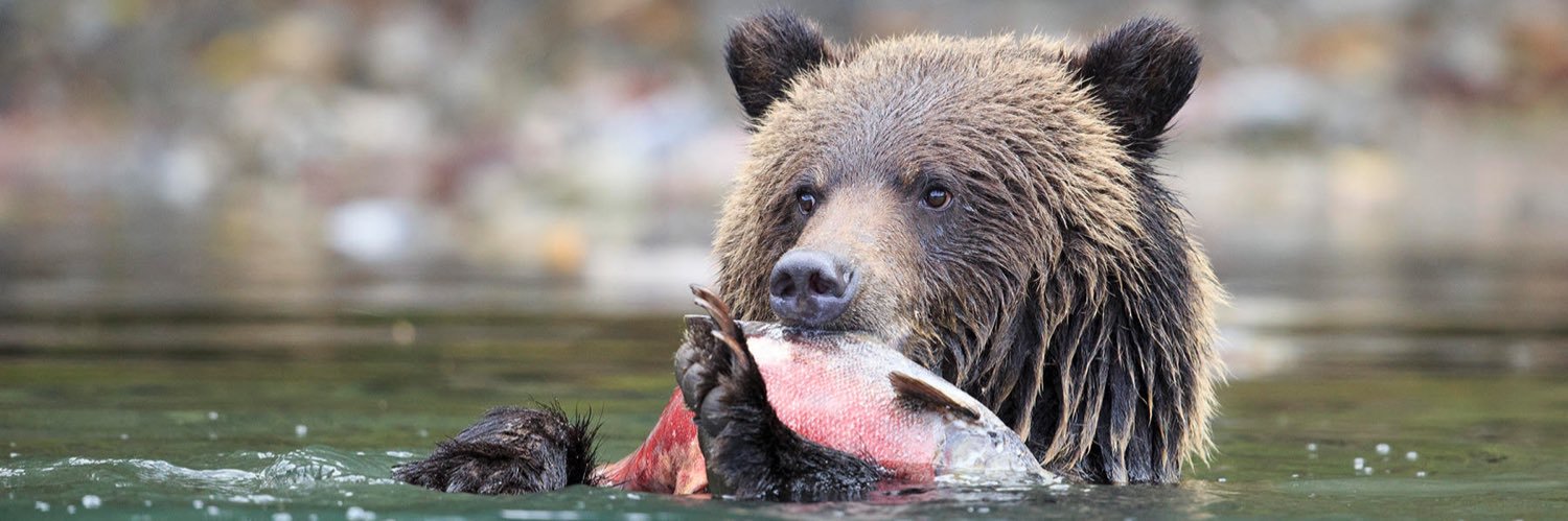 Mr. Bear's banner