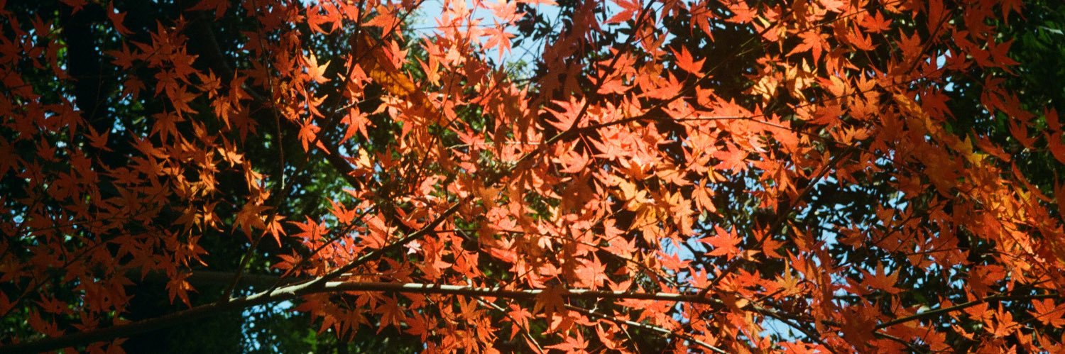 懿（淡推版）'s banner