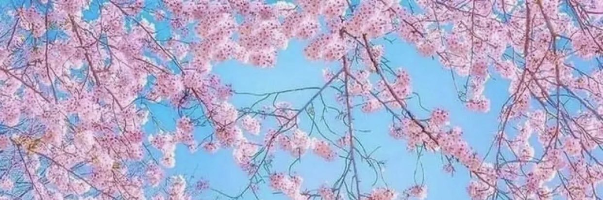 ahehoi((推測)の抑止力)🇯🇵🌸⛩🧡's banner