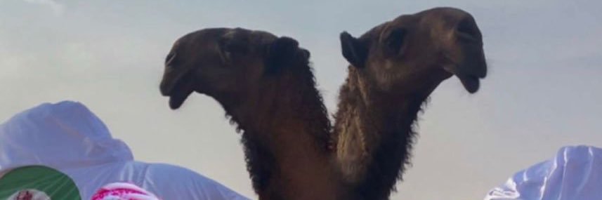 محمد حسن الصقور الشهراني's banner