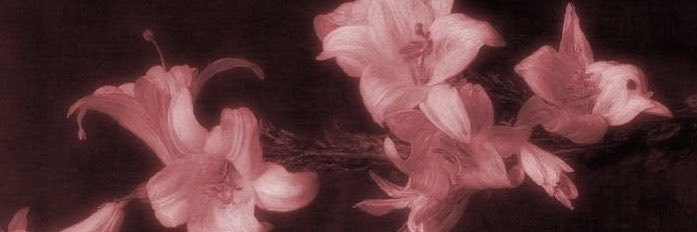 ava's banner
