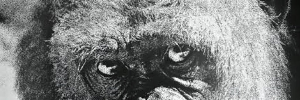 Just Jack's banner