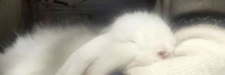 ılı♡ılı rozi's banner