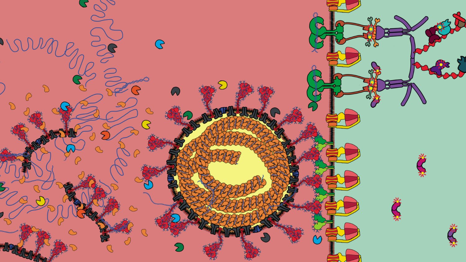 Molecular Animator of the Cell 🧬📺🦠's banner