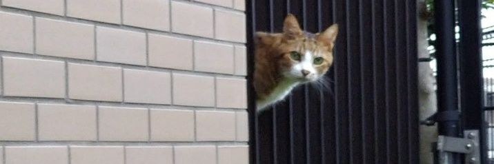 着物ねこ's banner
