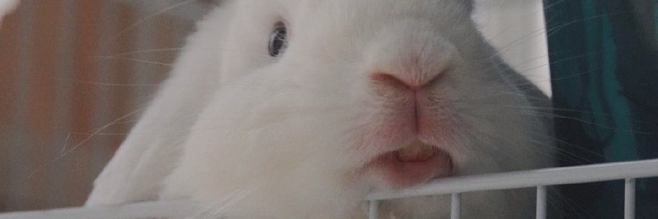 兔某今天发疯了吗's banner