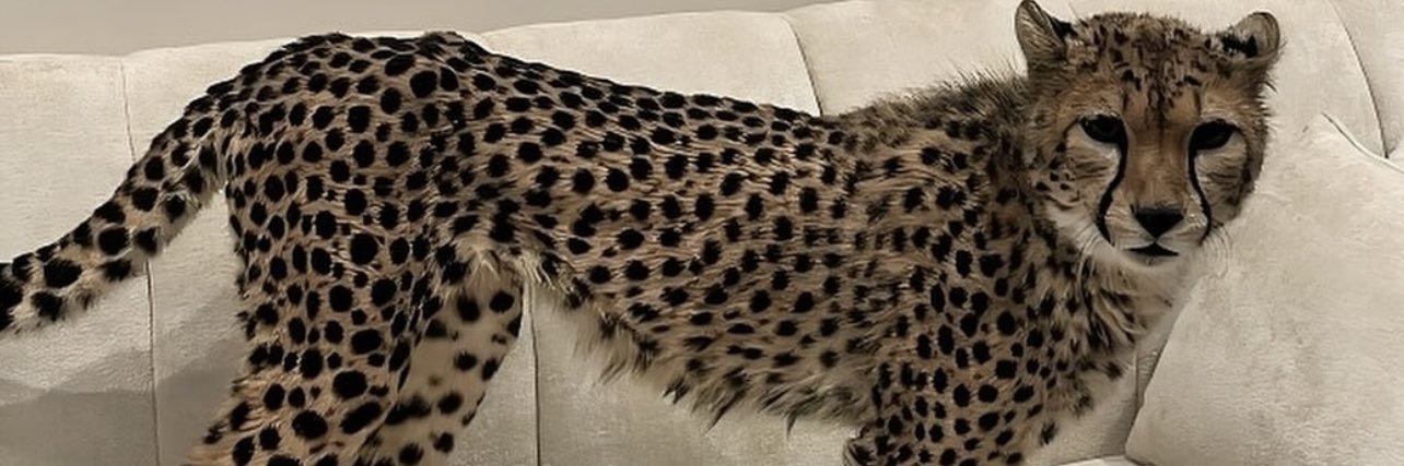 fhd🐆's banner