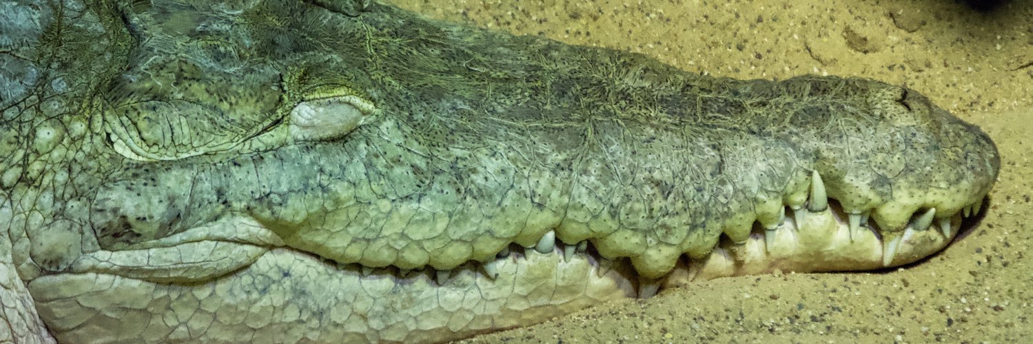 🦎Visceral🪶 (Tomistoma enjoyer🐊)'s banner