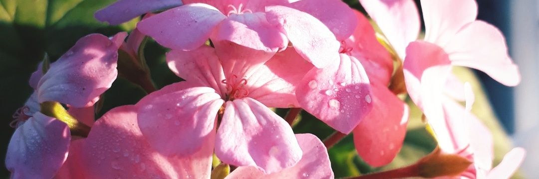 YaniYani 🌸🌸🌸🏳️‍🌈's banner