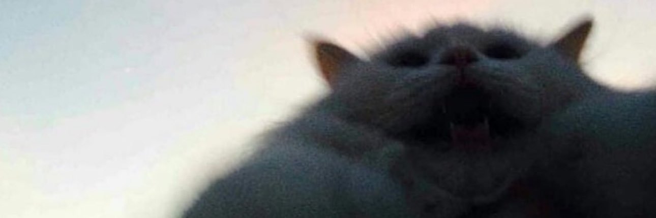 Posts Of Cats's banner