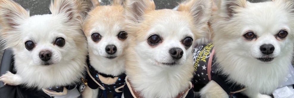 🐾🐶チワワ王国(7匹)のママ🐶🐾's banner