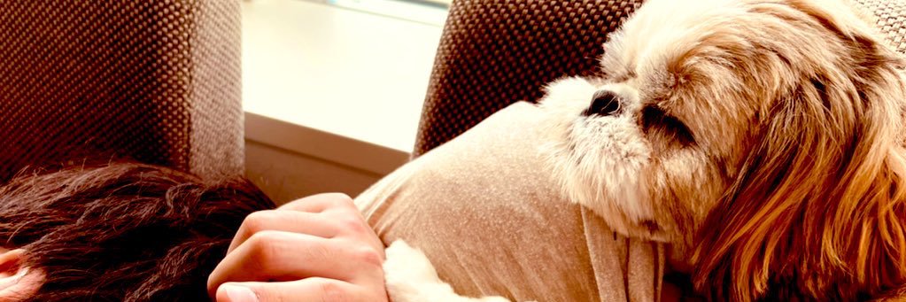 マイペース犬あいすの日常🇺🇦's banner