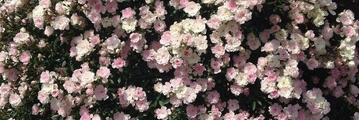 kissmepls's banner