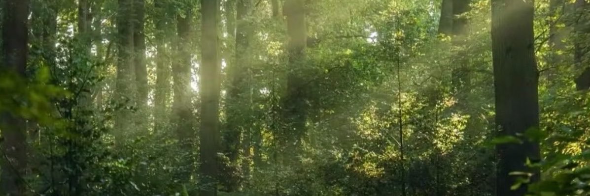 💧林可（薄肌教母版）'s banner