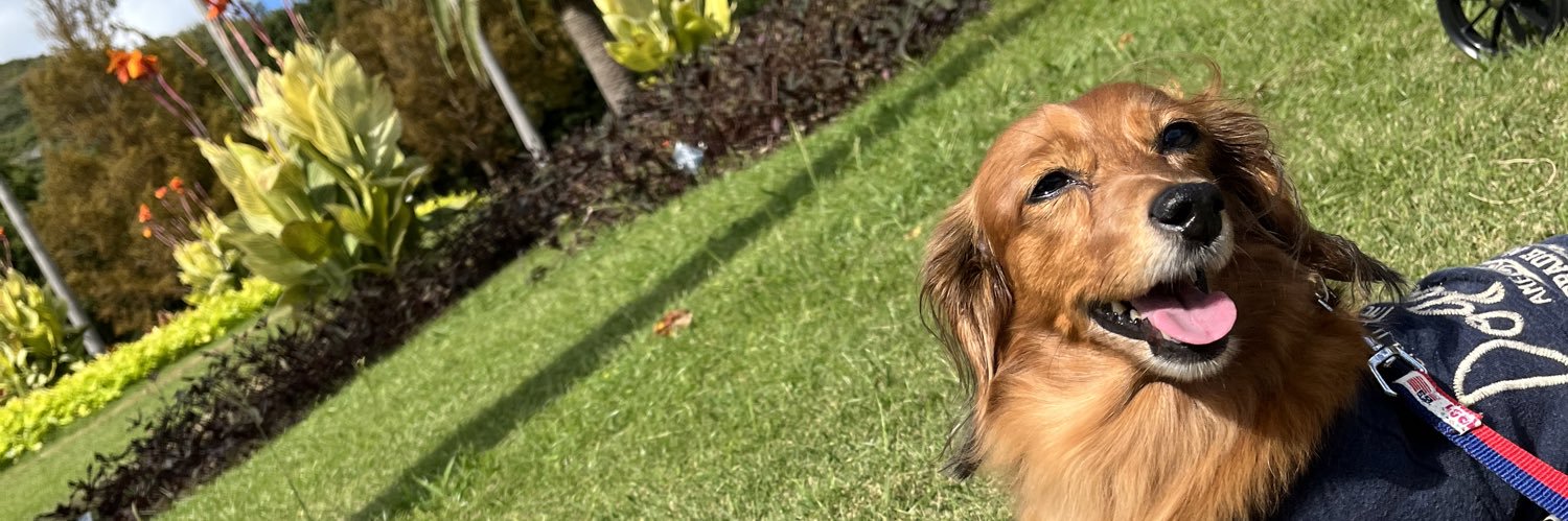 愛犬さくら🐶🌸's banner