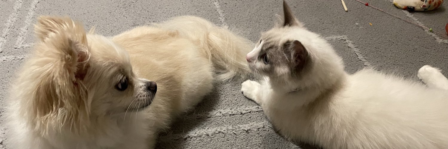 のあ🐈こはく🐕Lavie's banner