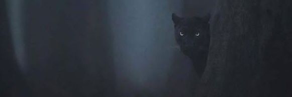 el Rockdrigo ❤💜💚🌳🌳🌳🌳🐈‍⬛🐕's banner