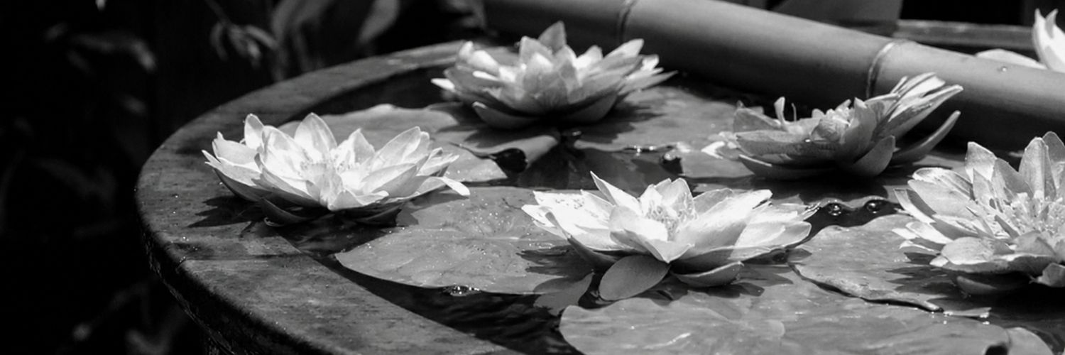 nily karaibrahimoğlu✭'s banner