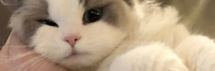 ʏᴏᴜʀ ᴘ's banner