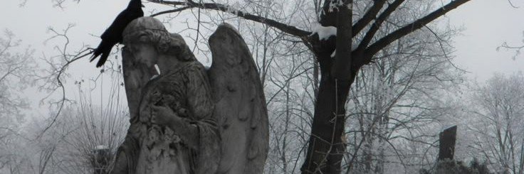 cecilia 🦇 edtwt's banner