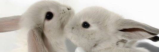 Iris ˙⋆✮'s banner