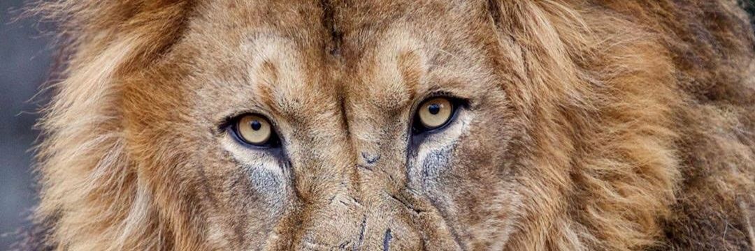 Amir_bull🦁's banner