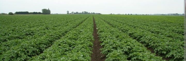 Agronomme Jean Baptiste🇬🇦 🌽🥦's banner
