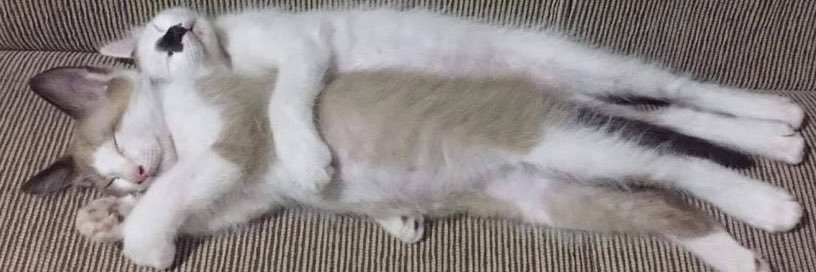 癒しの動物 💜世界の話題💚's banner