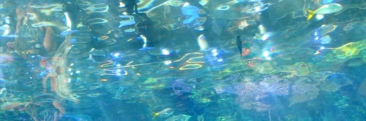 𓇼 ⋆.˚ 𓆉 𓆝 𓆡⋆.˚ 𓇼's banner