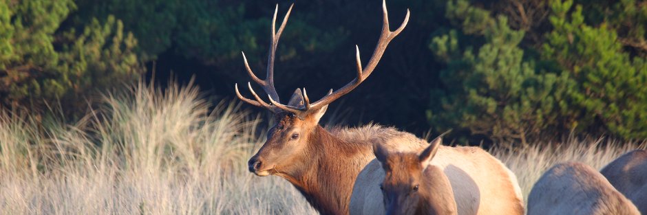Oregon Department of Fish and Wildlife's banner