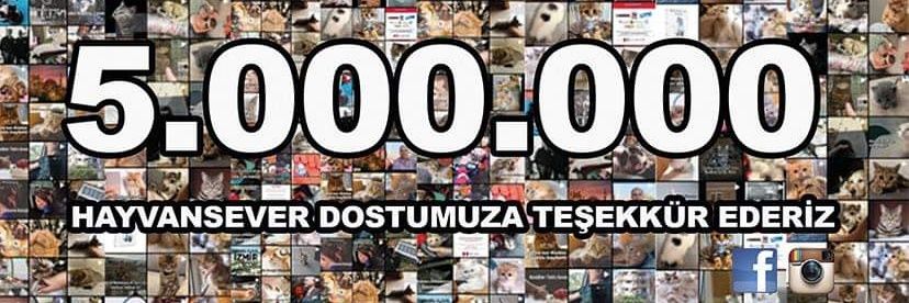 Kedici Dergisi's banner