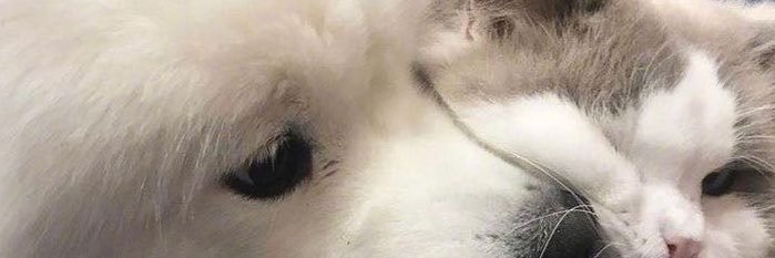 Xinxin—新's banner