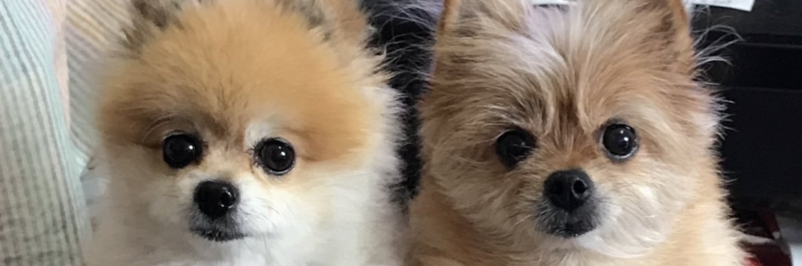 🎀さーなママと４姉妹&保護犬ゆうま🎀's banner
