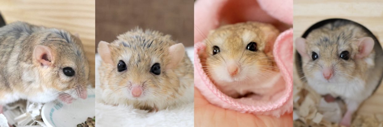 ゆっこ🐭ねずみの雑貨屋CLOVER🍀's banner