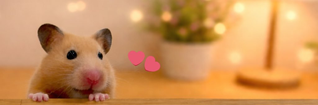 うまハム🐴🐹's banner