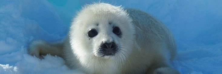 Shady seal facts's banner