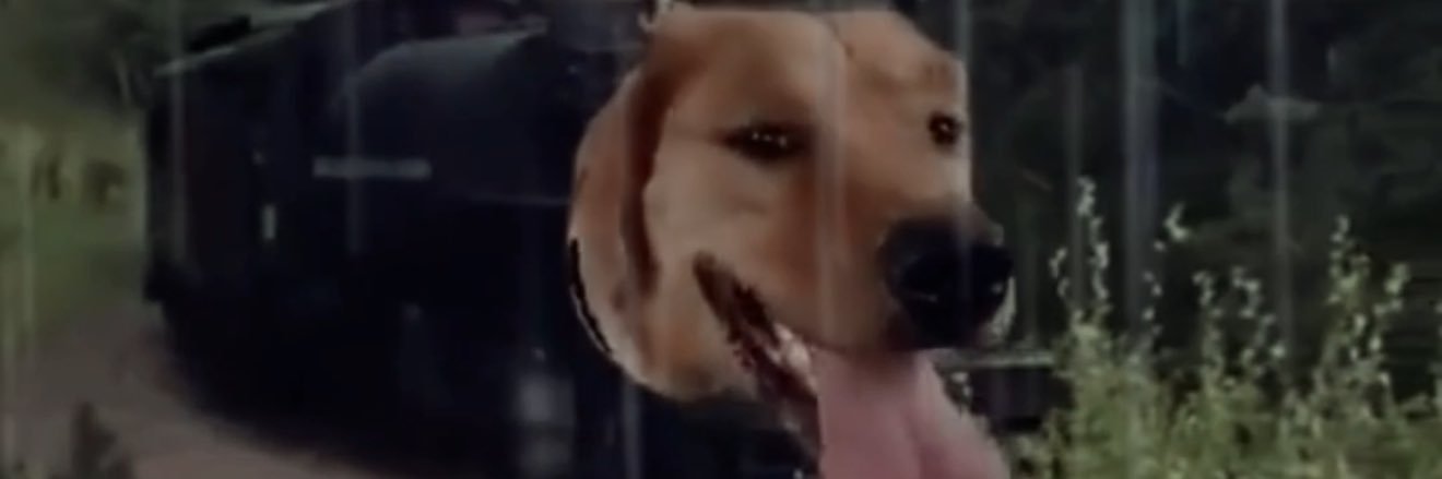 Rainy Train Dog Daily's banner