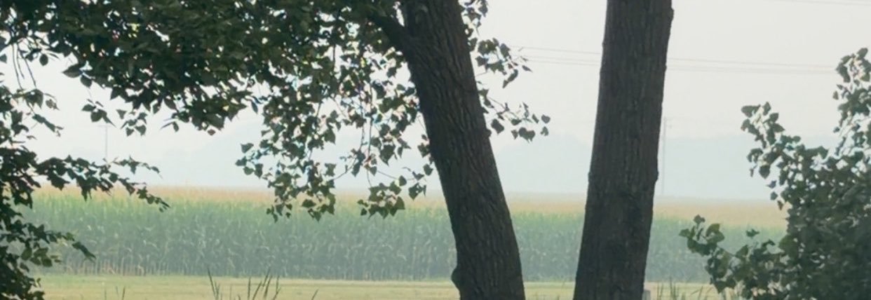 Rainy Train Dog Daily's banner