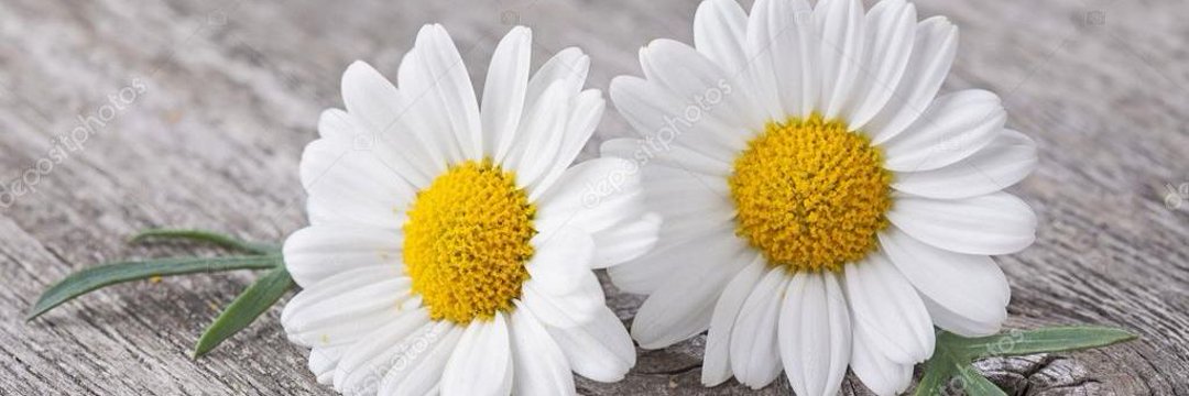 𝕊𝕖𝕧𝕕𝕖 𝔹𝕖𝕥ü𝕝🌼's banner