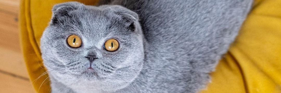 Cozyfur Cats's banner