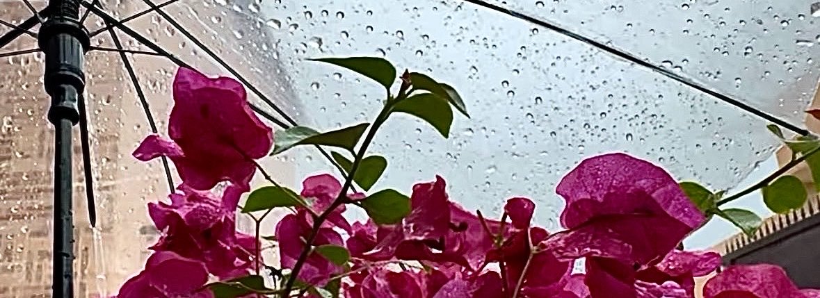 🌸 𝒲𝑒𝒶𝓉𝒽𝑒𝓇 𝓁𝑜𝓋𝒾𝓃𝑔 اليقـين🌸's banner