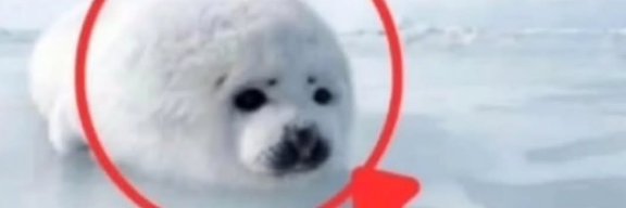 Cyanide's banner
