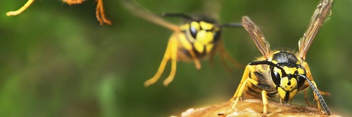 320,000,001 Yellow Jacket Wasps's banner