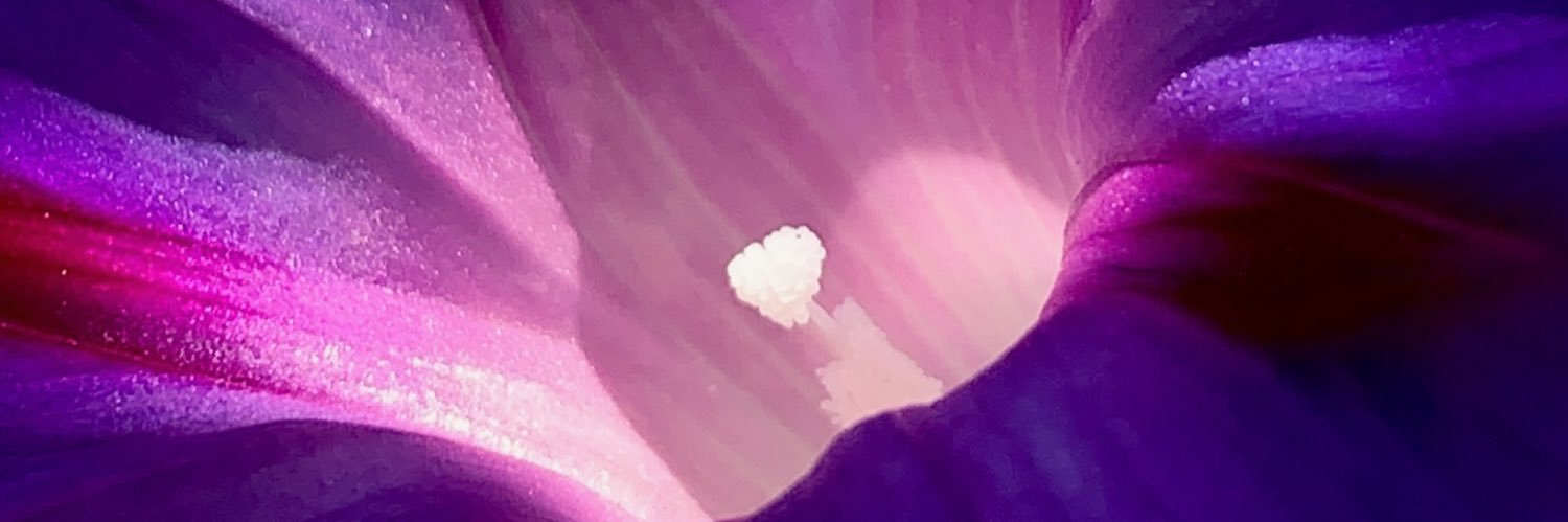 Aoife 🐝 Bee 🏳️‍⚧️'s banner
