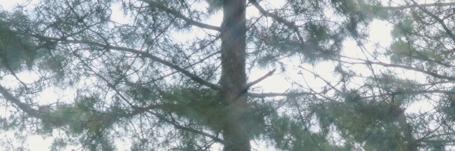 スワンスワンズ あみ 🦉🌷's banner