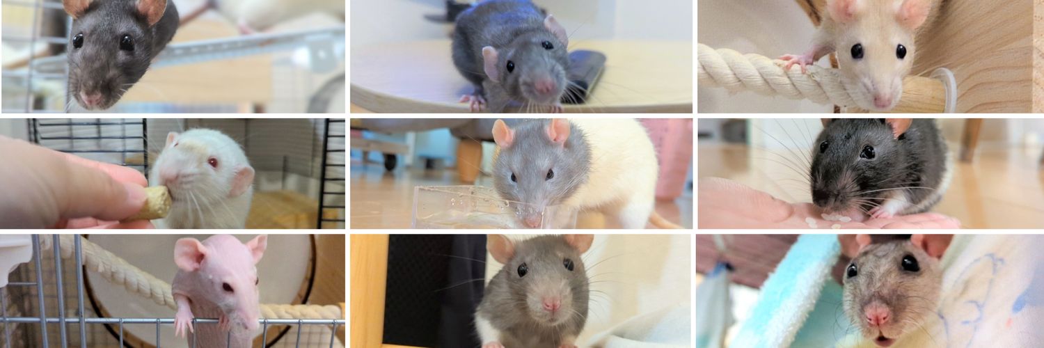 ファンしぃ🐀🐁⸒⸒'s banner